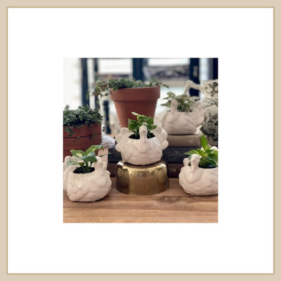 2" Turkey Pot w/ Plant