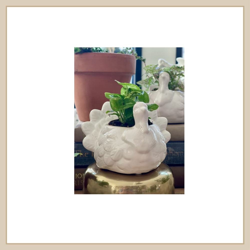 2" Turkey Pot w/ Plant