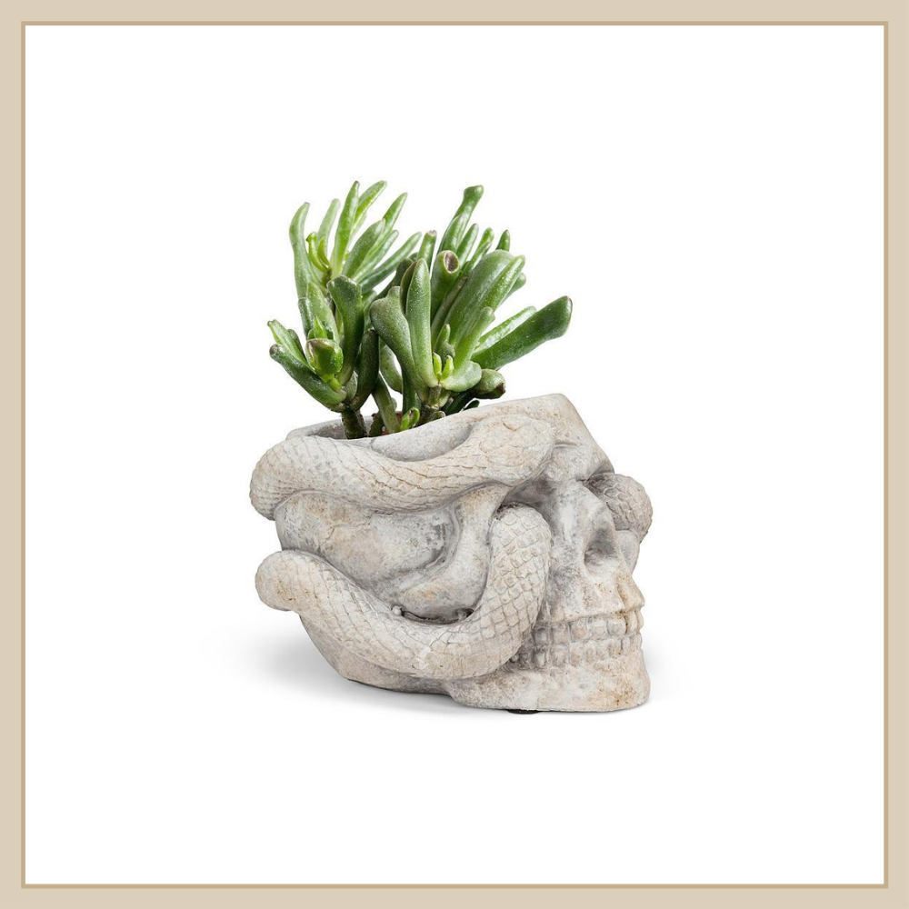 Small Skull Planter w/ Snake